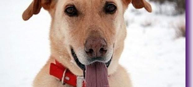 Perro Perro