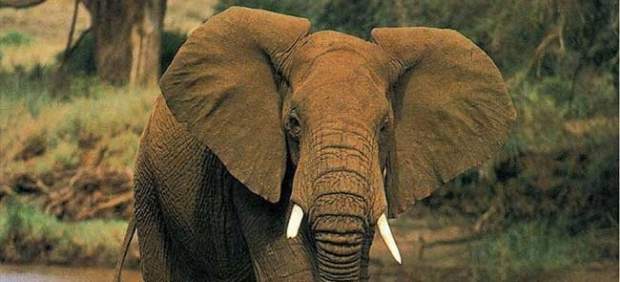 Elefante africano Elefante africano