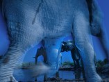 Essence of elephants