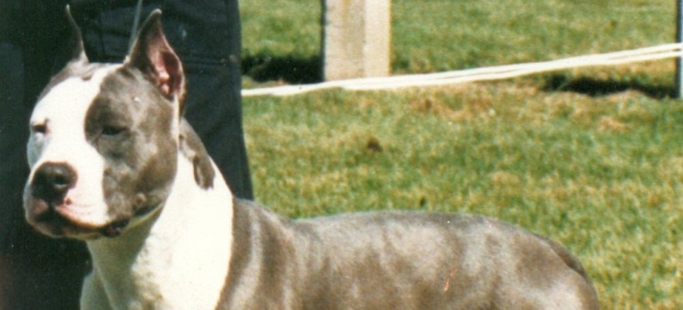 Pitbull Pitbull