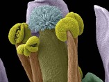 Arabidopsis thaliana flower