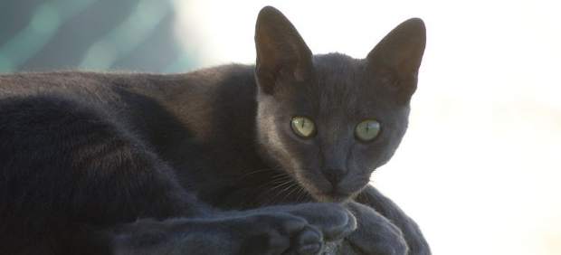 Gato gris Gato gris