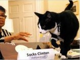 'Socks', el gato de la familia Clinton 'Socks', el gato de la familia Clinton