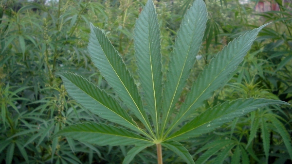Marihuana Marihuana