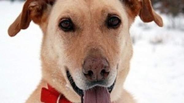 Perro Perro