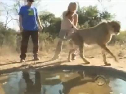 Adam Sandler atacado por un guepardo