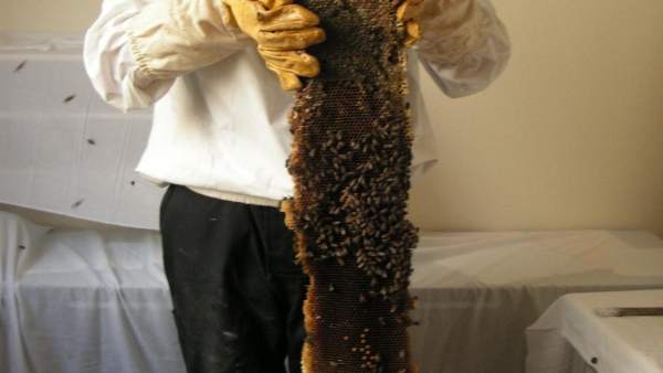 Abejas Abejas