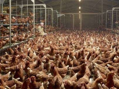 Granja de gallinas