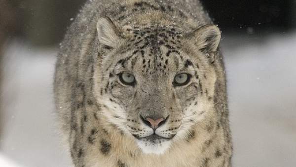 Leopardo de las nieves Leopardo de las nieves