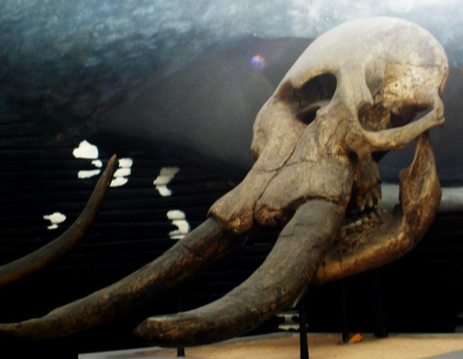 mastodonte bogota