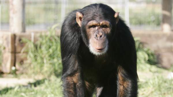 Monos Monos