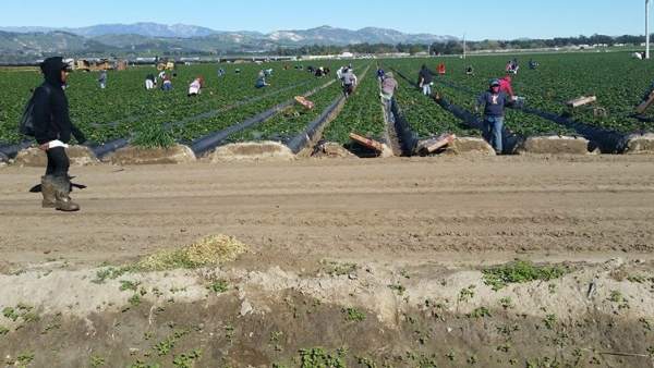 Agricultura Agricultura