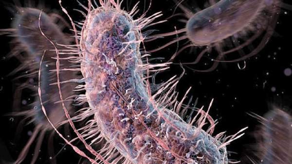 Bacterias sintéticas diseñadas Bacterias sintéticas diseñadas