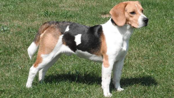 Un perro beagle Un perro beagle