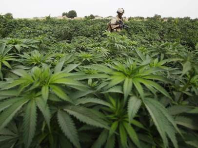 Plantación de marihuana