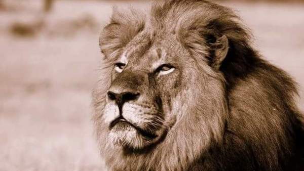 Cecil Cecil