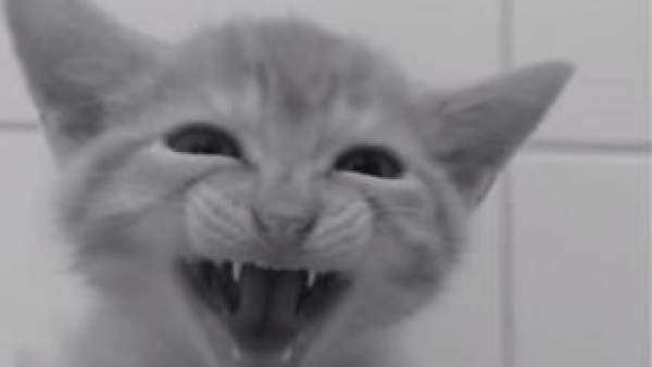 Gatos en ´Psicosis´ Gatos en ´Psicosis´
