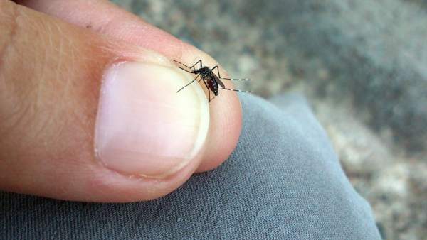 Mosquito tigre Mosquito tigre