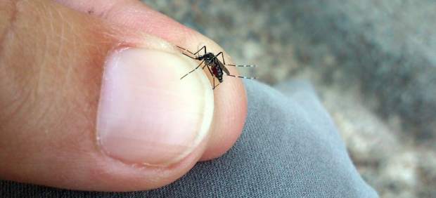 Mosquito tigre Mosquito tigre "title =" Mosquito tigre "/> <span class=