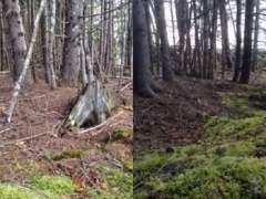 Video del bosque que 'respira' en Nueva Escocia