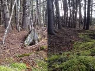 El bosque que respira